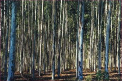 forestry-14